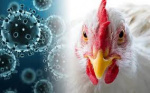 ГРИПП ПТИЦ – вирусная болезнь домашних и диких птиц, болеют и люди. ГРИПП ПТИЦ – вирусная болезнь домашних и диких птиц, болеют и люди.