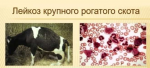 Памятка владельцам крупного рогатого скота ! ЛЕЙКОЗ Памятка владельцам крупного рогатого скота ! ЛЕЙКОЗ